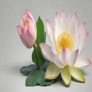 lotus flower png