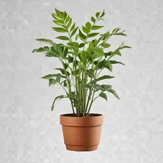 plant transparent background