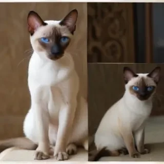thai old style siamese breed