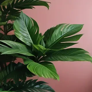 plant wallpaper iphone