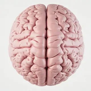 brain png