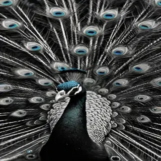 peacock black and white