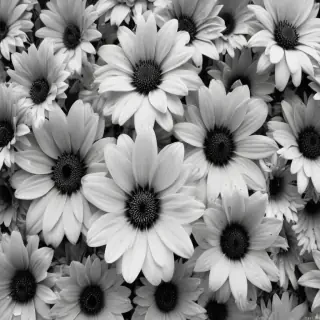 black and white flower background