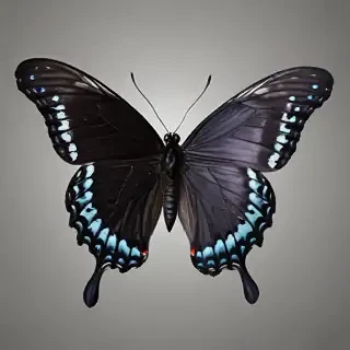 black butterfly png