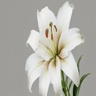 lily flower png