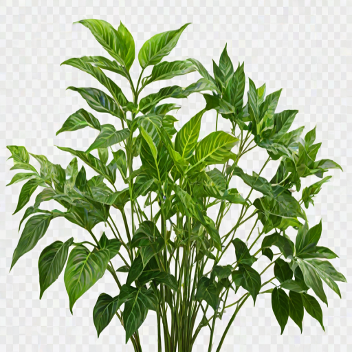 plants transparent background
