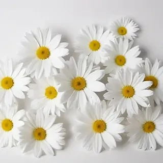 white flowers on white background