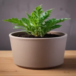 pot images