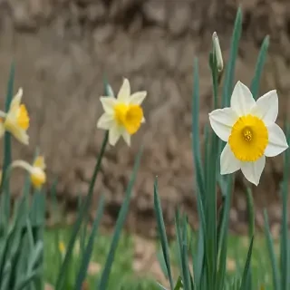 daffodil flower