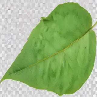 green leaf png