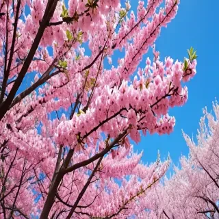 springtime wallpaper