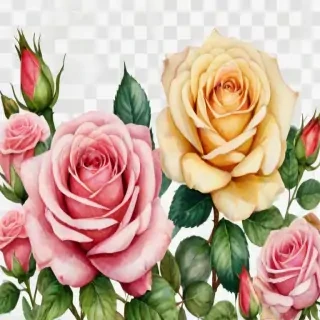 watercolor roses png