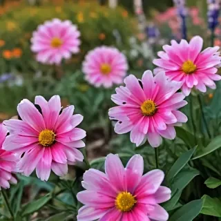 iphone flower nature wallpaper