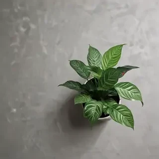 plant phone wallpaper
