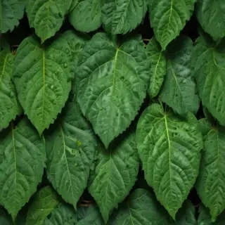 green leaf design
