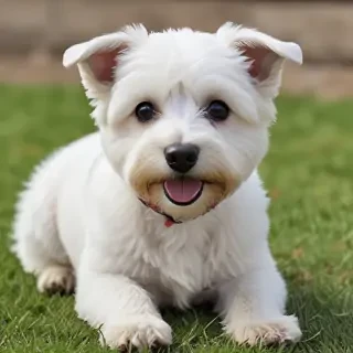 westiepoo dog breed