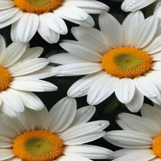 wallpaper daisy flower