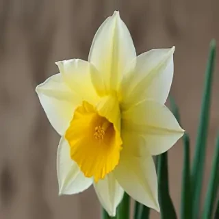 daffodil flower