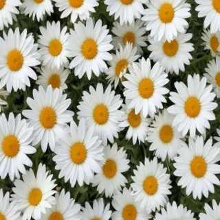 daisy background wallpaper
