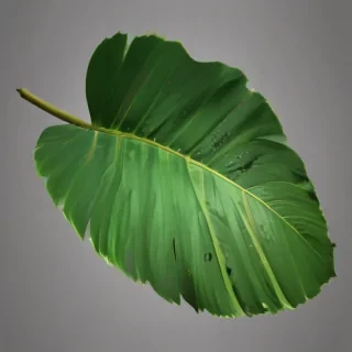 tropical leaf png