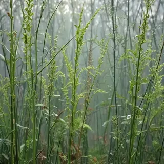 transparent plants