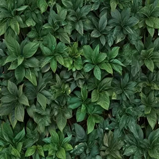 zoom background plants