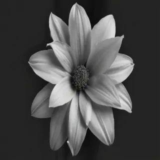 flower png black and white