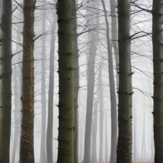 trees transparent