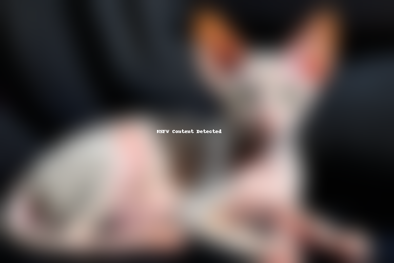 oriental shorthair cat breed