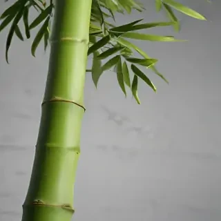 bamboo png
