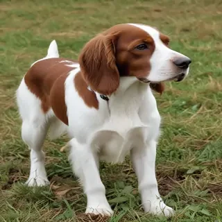 irish red and white setter