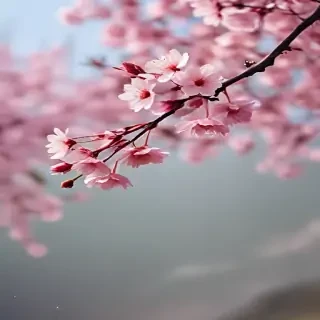 cherry blossom background wallpaper