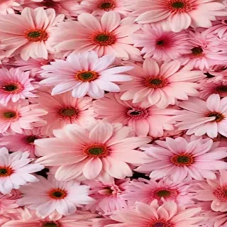 flower background aesthetic