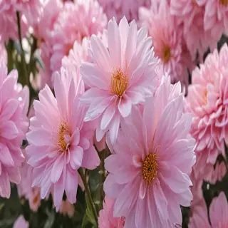 aesthetic flower pictures