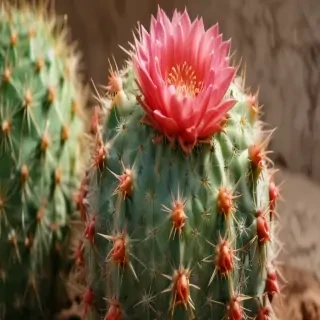 cactus fruit