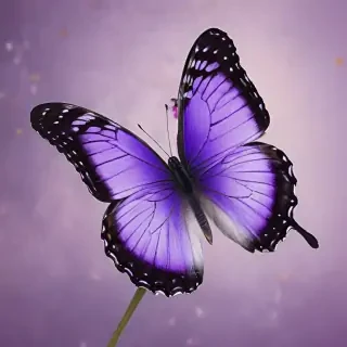 purple butterfly images