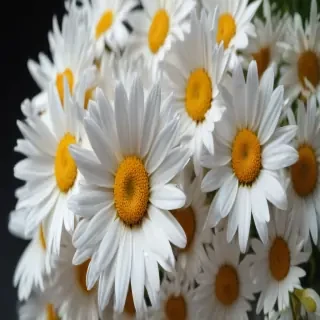 wallpaper daisy flower