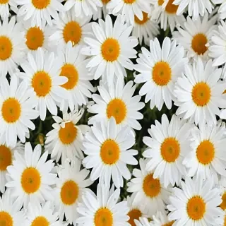 daisy background