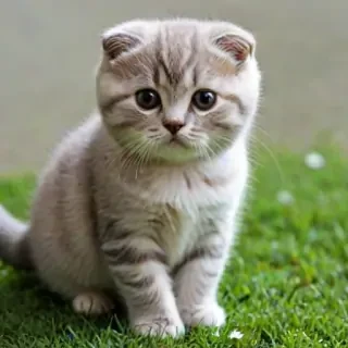 scottish fold breed