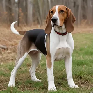 american english coonhound