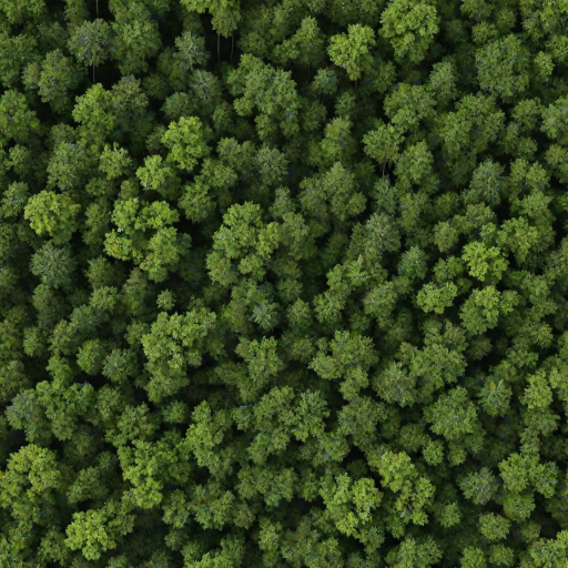 forest png