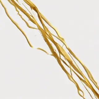 gold lines png