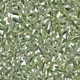 sage png