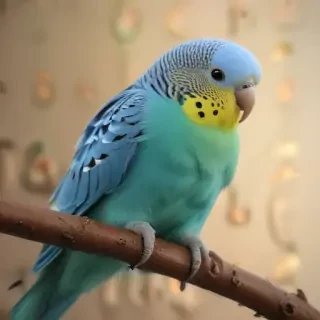 budgies