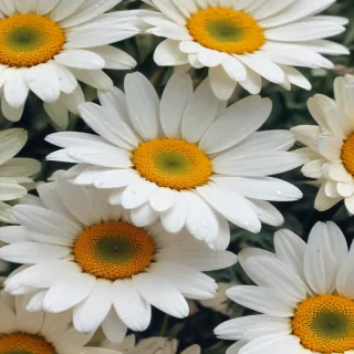 iphone daisy wallpaper