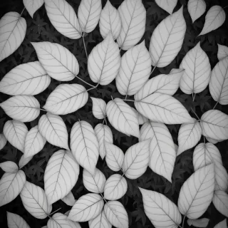 black and white leaves