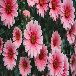 iphone backgrounds flowers