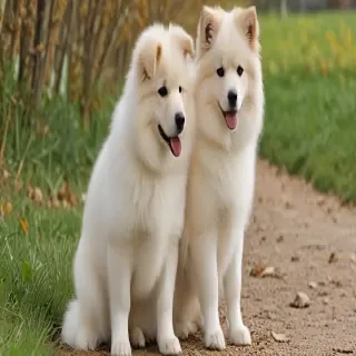 pomanauze dog breed
