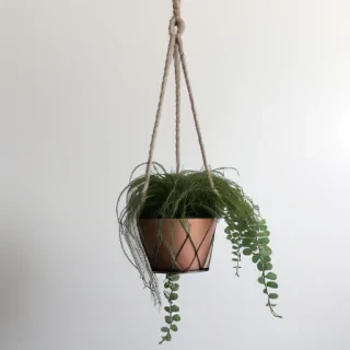 hanging plant png