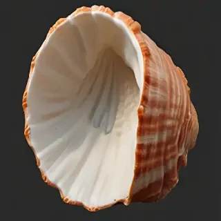 seashell png